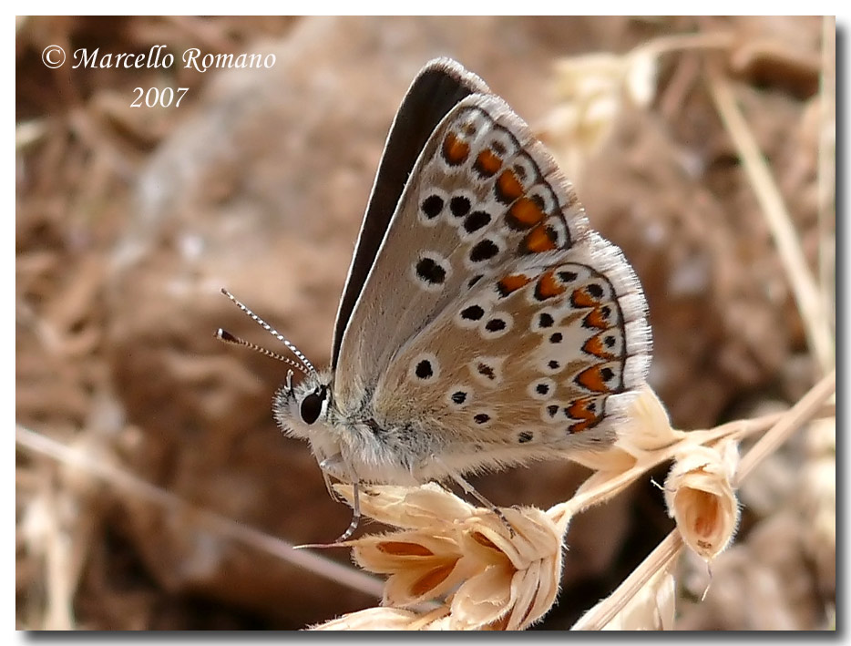 Prime visioni: Plebeius (Aricia) artaxerxes (Lycaenidae)